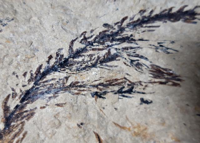 Doliostrobus taxiformis KVACEK 1971 - Bild © FossNet FossilienStore